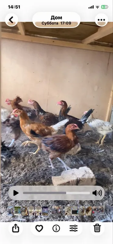 Xo’roz tovuqlar sotiladi 5