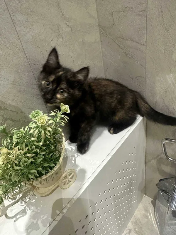 Отдам котят бесплатно — фото 1
