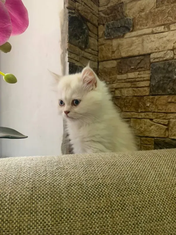 Продается котенок порода Хэйленд — фото 1
