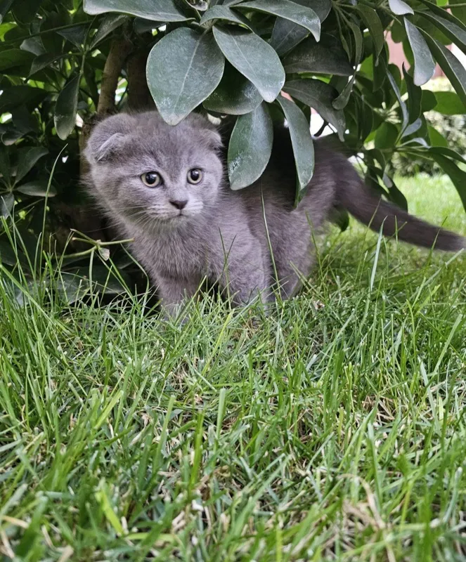 Продам скоттиш фолд — фото 1