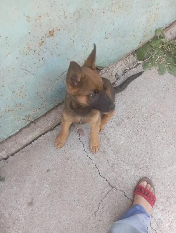 Afcharka nemis zotli 2 Afcharka nemis zotli 2