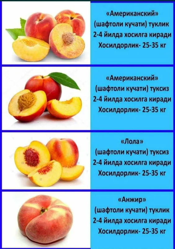 Шафтоли кучатлари сотувда — фото 5