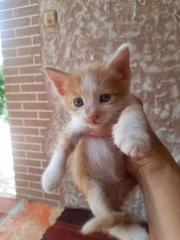 Котята отдам даром — фото 3