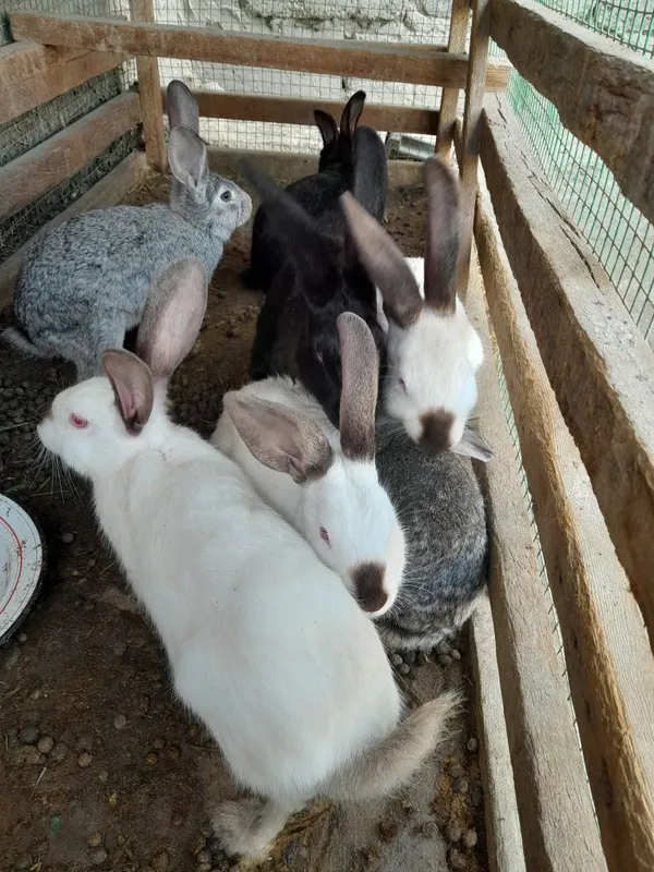 Zotdor duragay quyonlar xarxil ranglari bor katta kichigi xam — фото 2