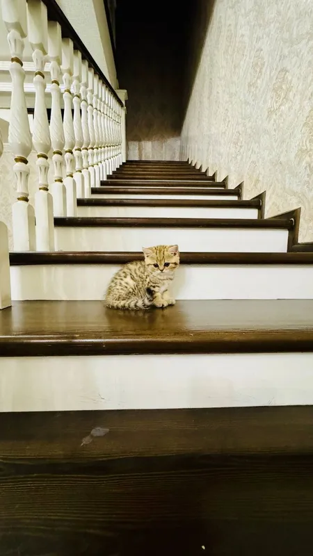 Продаётся чистокровный котята — фото 6