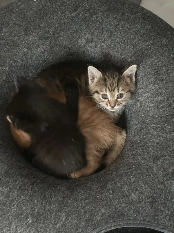 Котенок красивый — фото 1