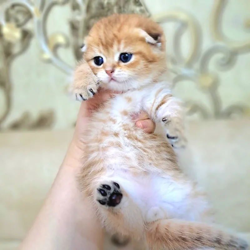 Котёнок от правильной вязки 2
