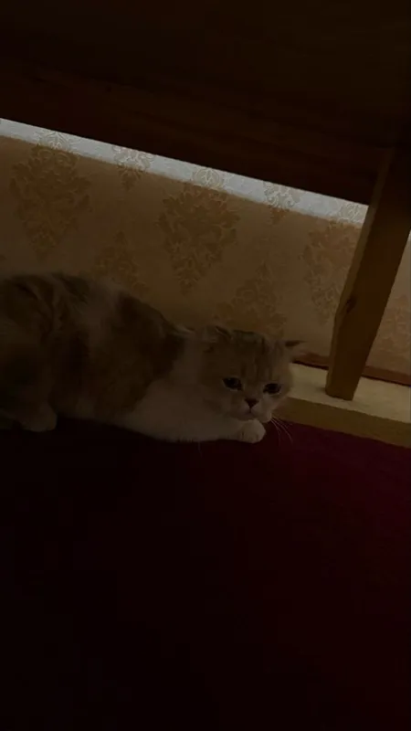 Mushuk sotiladi zotdor 2 Mushuk sotiladi zotdor 2