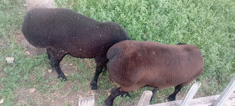 Qochqorlar sotiladi 4 Qochqorlar sotiladi 4