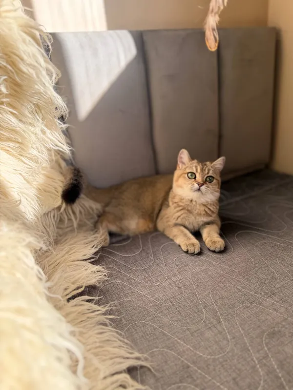 Шотландская вислоухая кошка 3 Шотландская вислоухая кошка 3