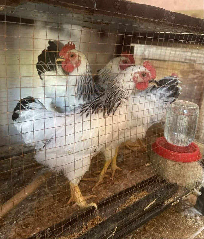 Adler Silver 5 oylik Xo’rozlari 4