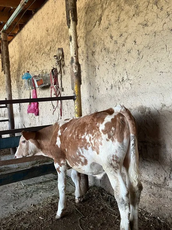 Simintal buqa sotiladi 2