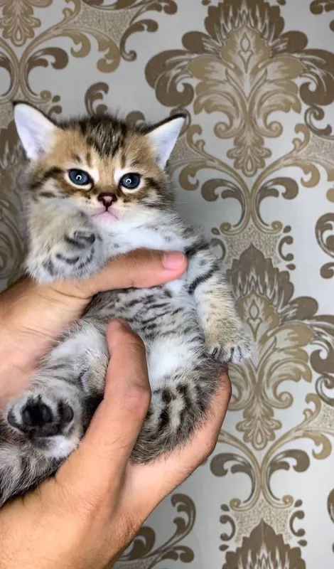 Катята ташкент ,