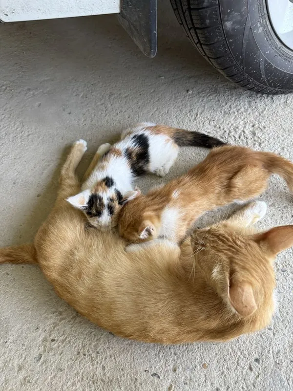 Котята 2,5 месяца бесплатно 3 Котята 2,5 месяца бесплатно 3
