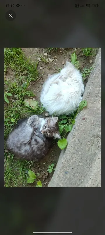 Котята турецская ангора, нибелунг