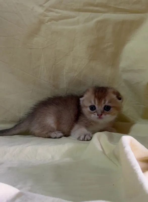 Скоттиш фолд золотая шиншилла девочка — фото 1