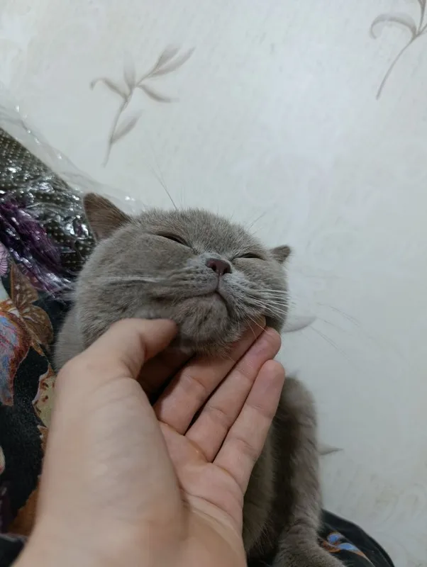 Продается кот британский 3 Продается кот британский 3