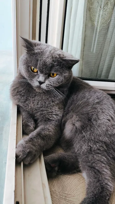 Кошка 2 Кошка 2