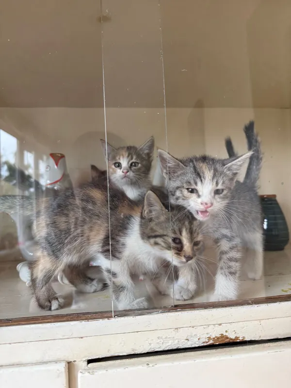 Котята в добрые руки. Ташкент