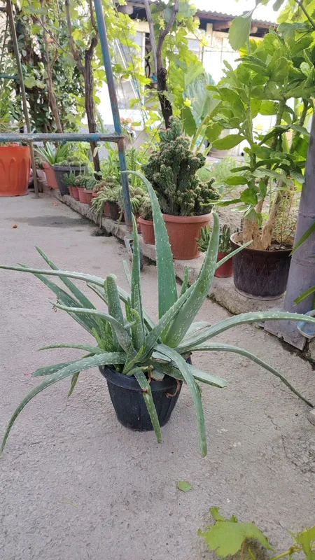 Kaktus va aloe xona gulllari 5 Kaktus va aloe xona gulllari 5