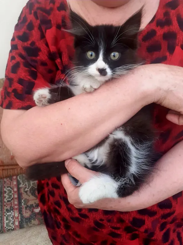 котёнок ищет дом