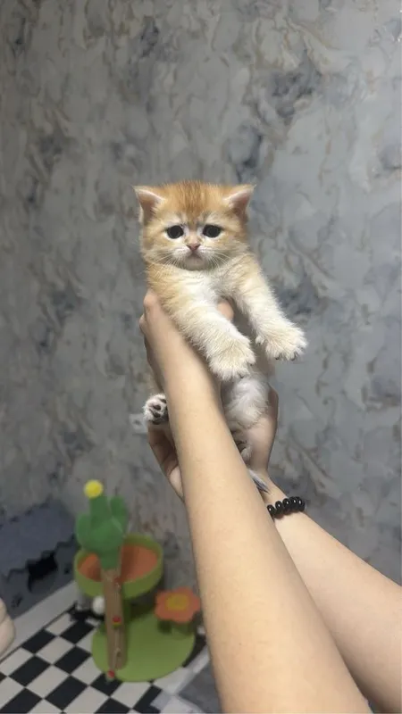 Продаётся колор поинт и золотая шиншила 250$ уе — фото 1