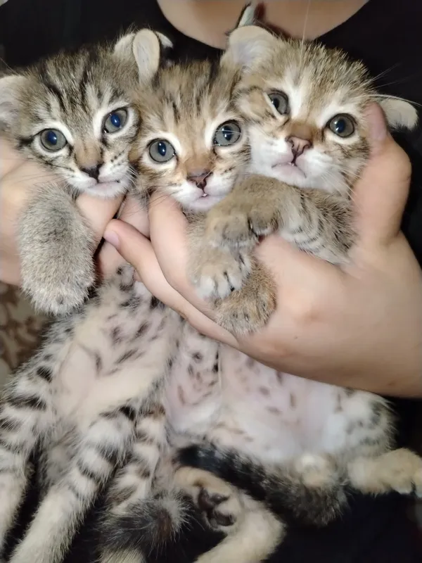 Продаются милые котята 1 Продаются милые котята 1