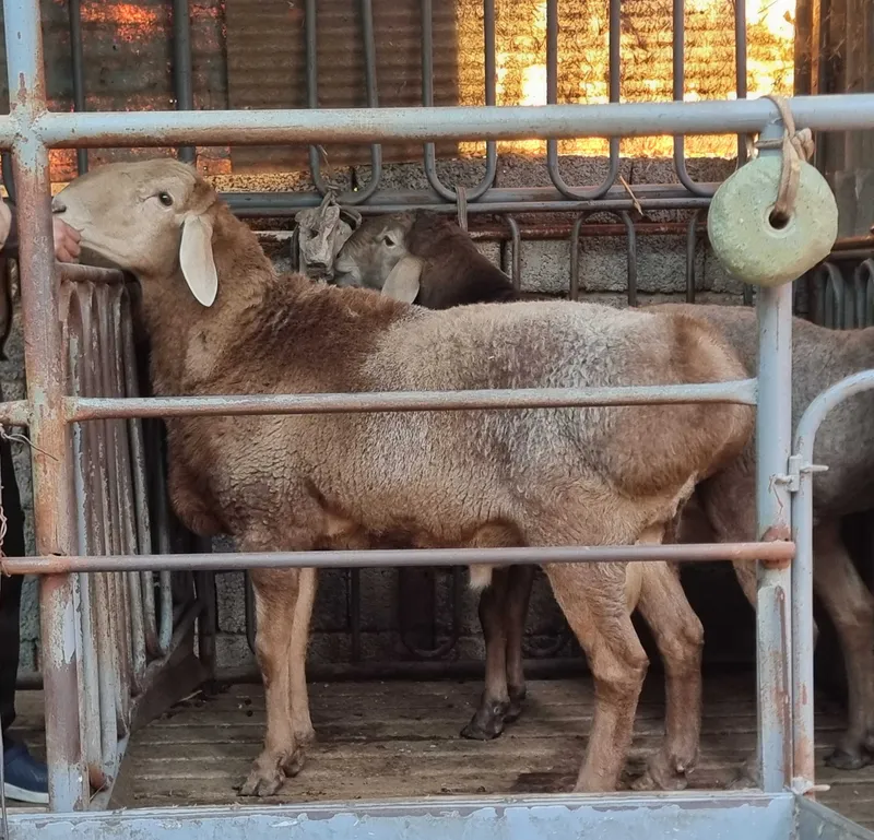 Arashan zotli qo'chqorlar va qo'ylar sotiladi 1 Arashan zotli qo'chqorlar va qo'ylar sotiladi 1