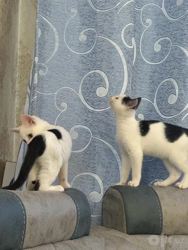 Отдаю в добрые руки кошку 3 Отдаю в добрые руки кошку 3