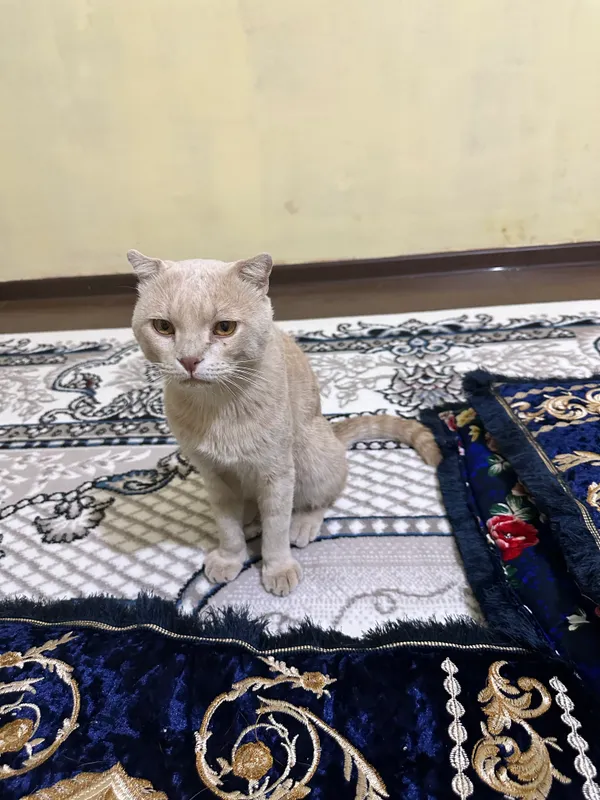 Порода Scottish Fold 3 Порода Scottish Fold 3
