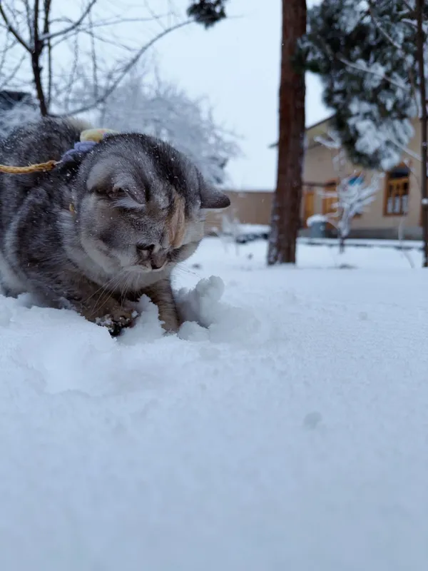 Mushuk sotiladi sog’lom zoti British chinchilla qiz bola 7 oylik