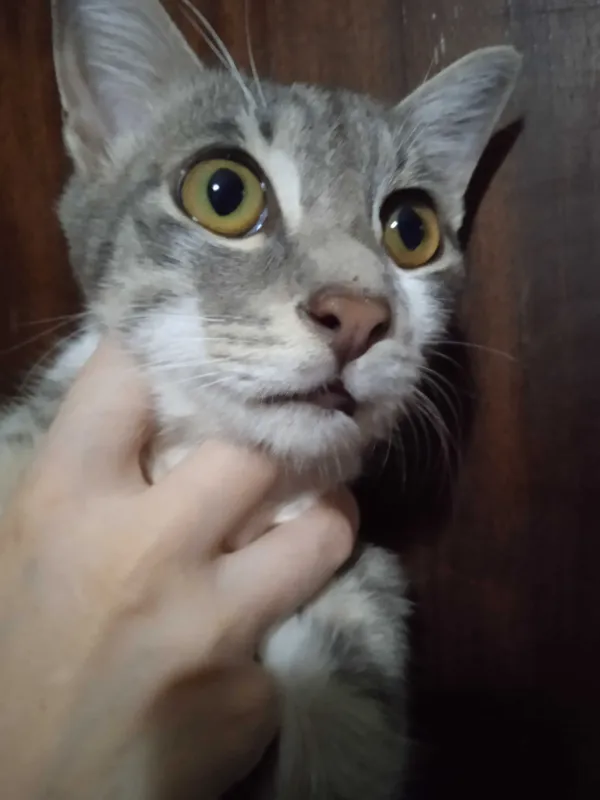 Красивый котик Мартин в добрые ручки. 3