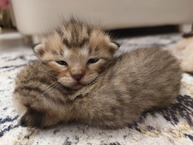 Хочу раздать котят очень хорошие руки