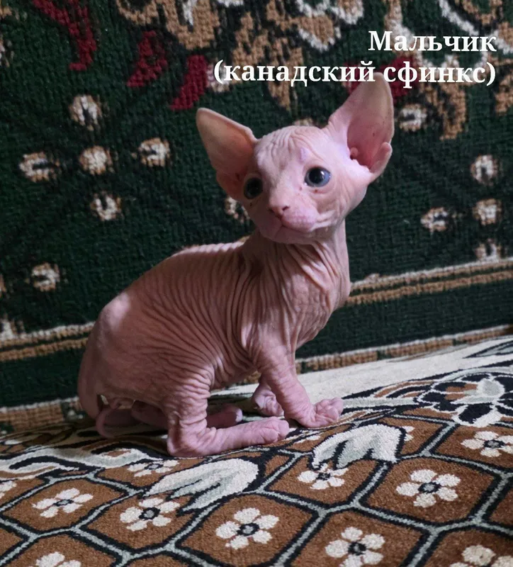 Котята Сфинксы ! — фото 3