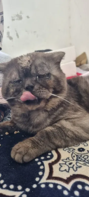 Scottish fold mushuk erkak 3 Scottish fold mushuk erkak 3