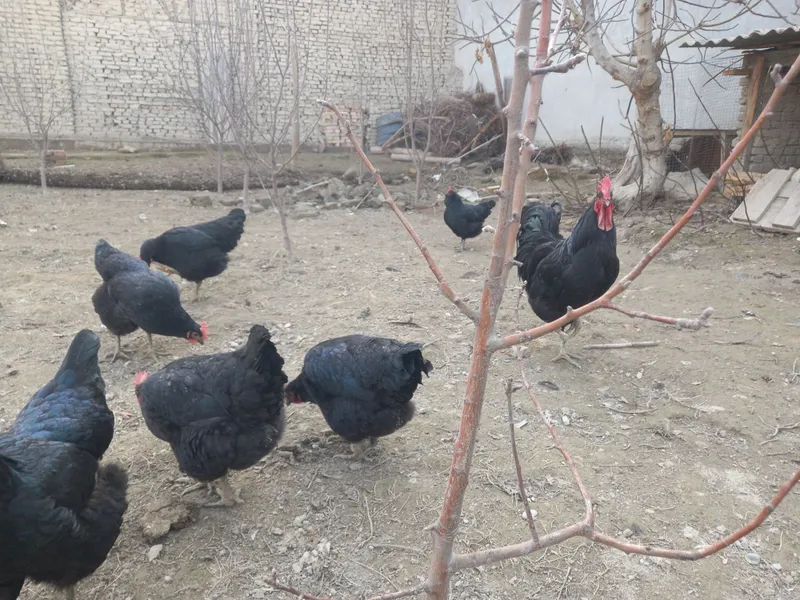 Кора шахзода тухумларига заказ оламиз 3
