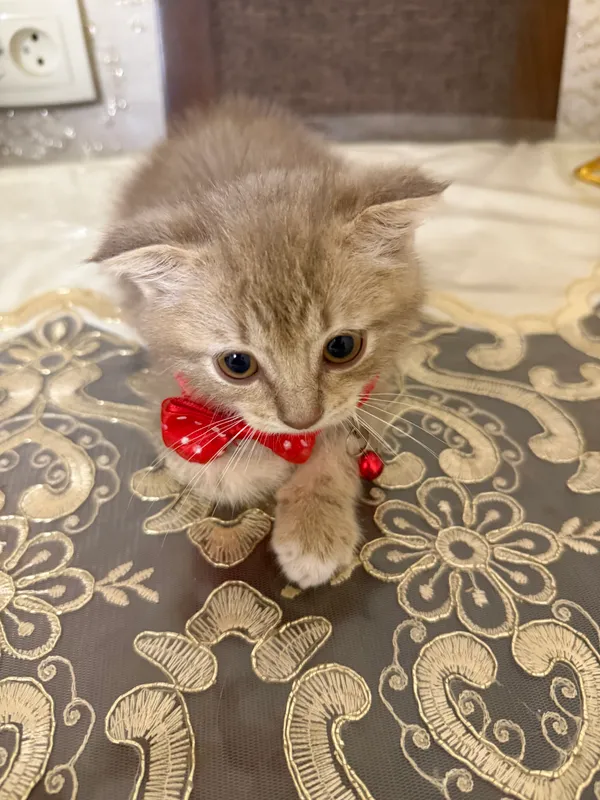 котенок вислоухий лилового окраса