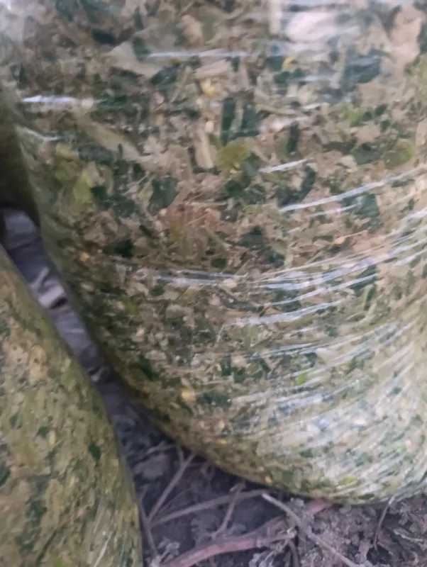 Selos 20mindan Toshkent boylab dastafka hizmati bor