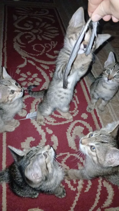tekinga mushula bo 2 tekinga mushula bo 2