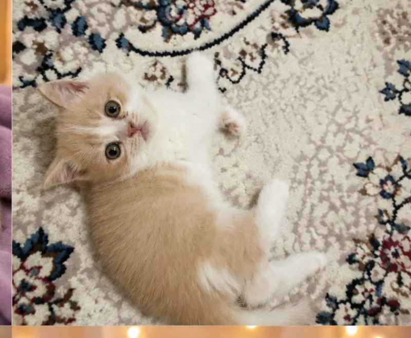 Scottish Fold / Scottish Straight mushukchalari sotiladi — фото 5