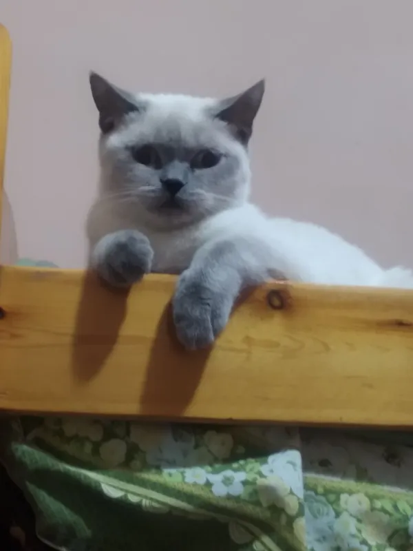 скотиш страйт шотландский 5
