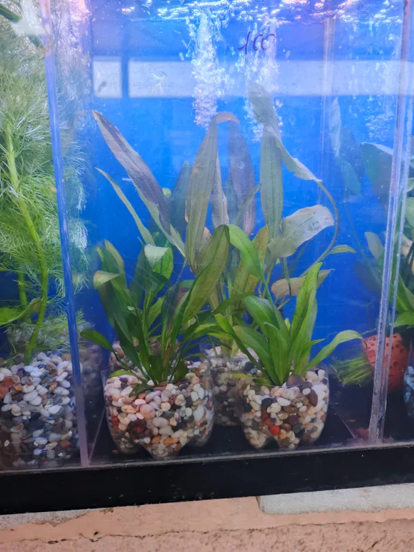 O‘simliklar va akvarium baliqlari 2