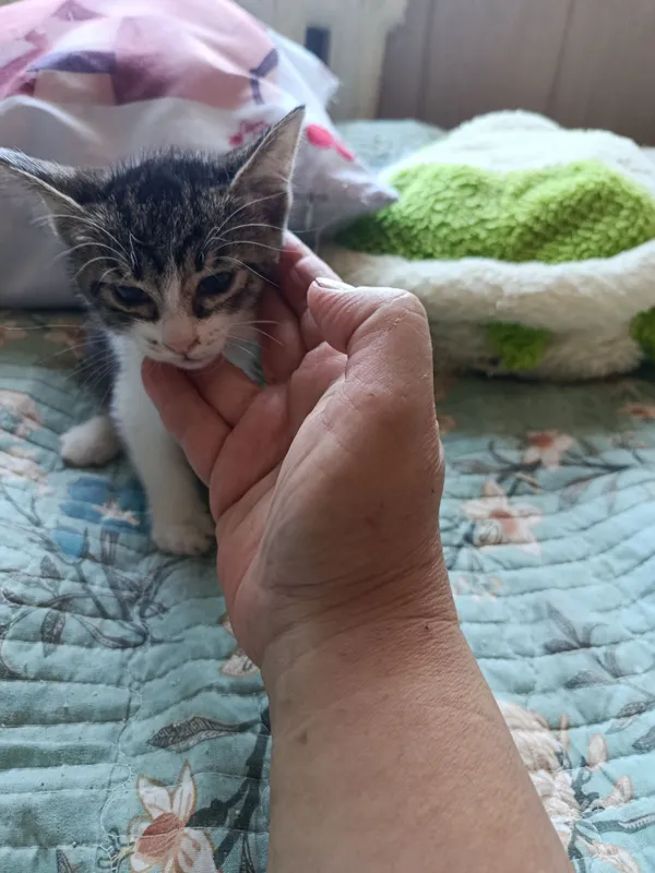 Котята в добрые, ответственные руки 5 Котята в добрые, ответственные руки 5