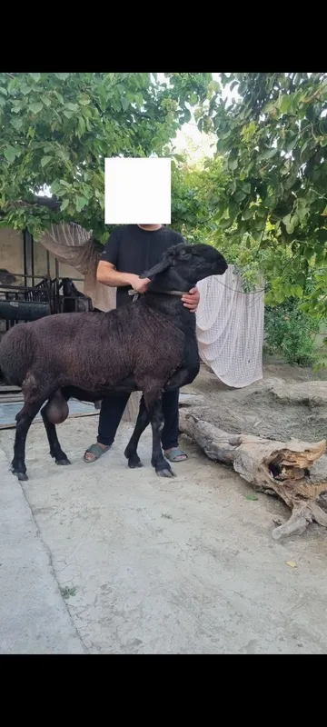 Qo'y sotiladi. zotli 1 Qo'y sotiladi. zotli 1