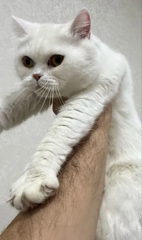Продается British Shorthair! 3 Продается British Shorthair! 3