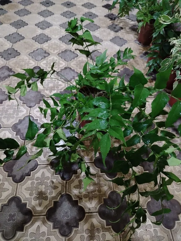 Комнатные растения, цветы, Honaki gullar, Optom va donaga, Gul, Цветы — фото 6