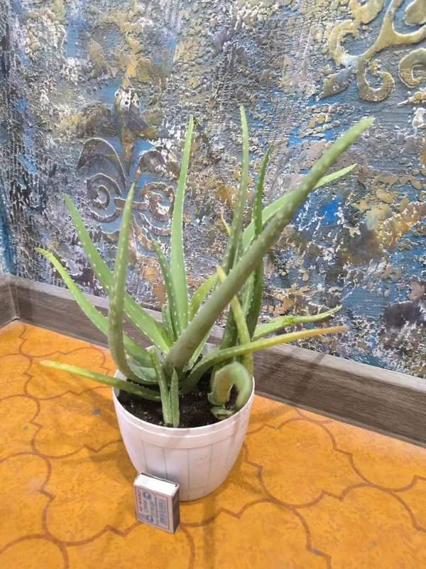 Aloe Vera. Алоэ Вера. Цветы для дома и офиса. — фото 1