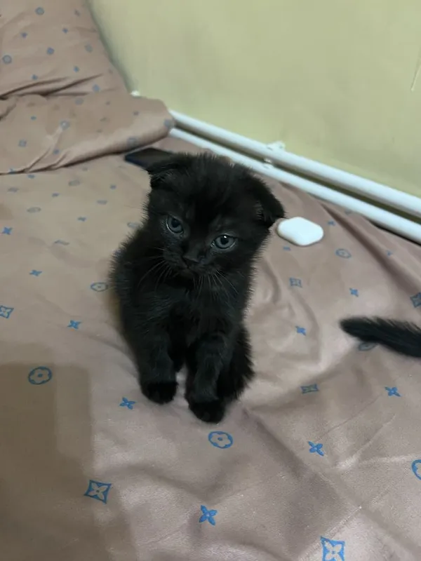 Шотландсике котята бесплатно 2 Шотландсике котята бесплатно 2
