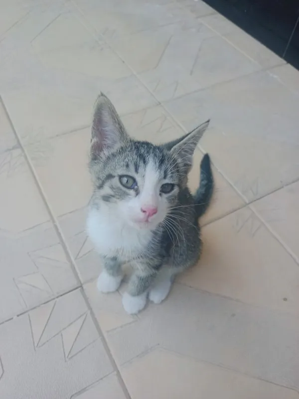 мы дарим красивых котят. Кошки 4 мы дарим красивых котят. Кошки 4