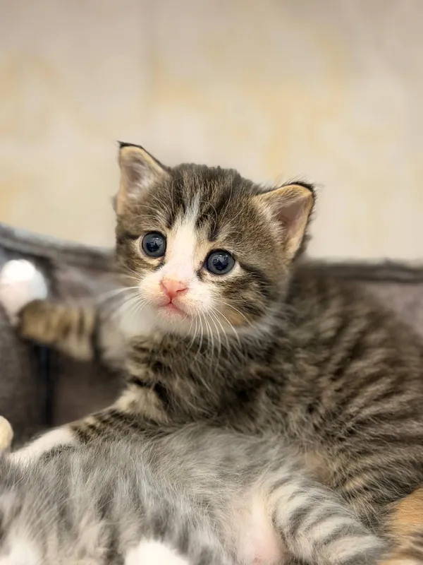 котенок-мальчик в добрые руки 2
